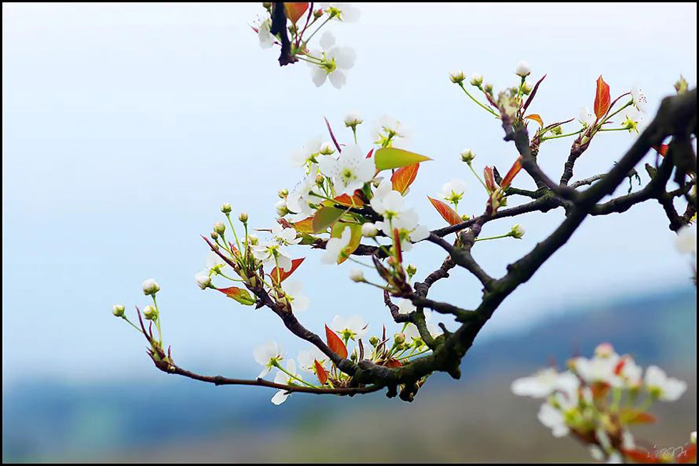 【春天,广西桂林灌阳县向您发出邀请!】我们在灌阳看梨花 - 游山玩水 - 泸州生活社区 - 泸州28生活网 luzhou.28life.com
