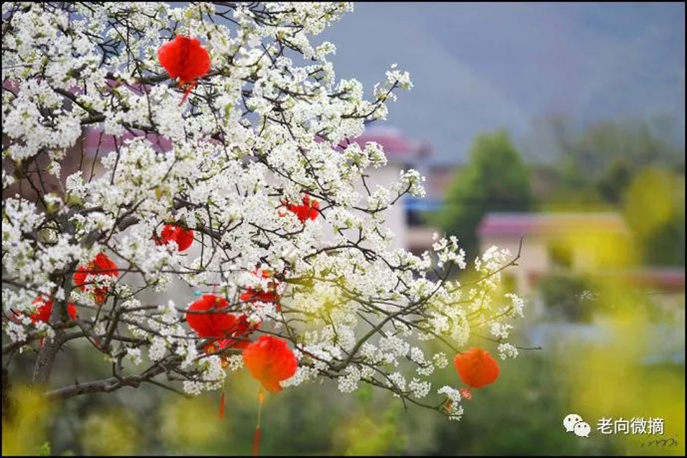 【春天,广西桂林灌阳县向您发出邀请!】我们在灌阳看梨花 - 游山玩水 - 泸州生活社区 - 泸州28生活网 luzhou.28life.com