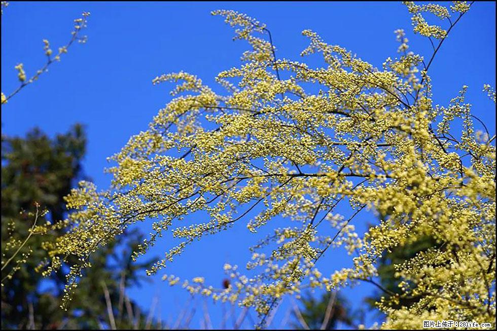 【春天,广西桂林灌阳县向您发出邀请!】米珠山前有片山苍子花在飘香 - 游山玩水 - 泸州生活社区 - 泸州28生活网 luzhou.28life.com