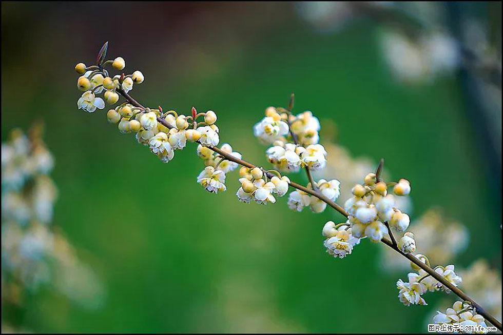 【春天,广西桂林灌阳县向您发出邀请!】米珠山前有片山苍子花在飘香 - 游山玩水 - 泸州生活社区 - 泸州28生活网 luzhou.28life.com