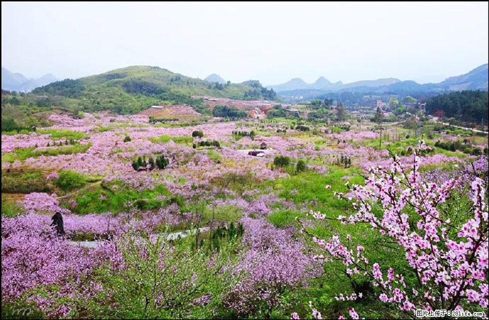 【春天,广西桂林灌阳县向您发出邀请!】官庄村有个醉美的桃花园 - 游山玩水 - 泸州生活社区 - 泸州28生活网 luzhou.28life.com