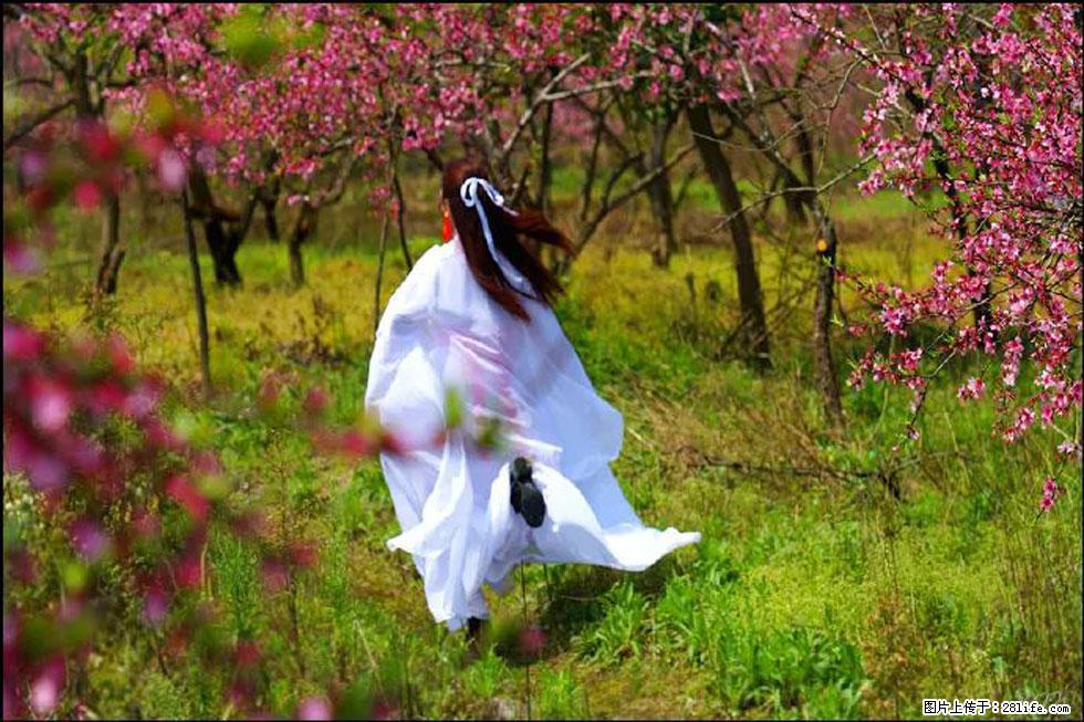 【春天,广西桂林灌阳县向您发出邀请!】官庄村有个醉美的桃花园 - 游山玩水 - 泸州生活社区 - 泸州28生活网 luzhou.28life.com