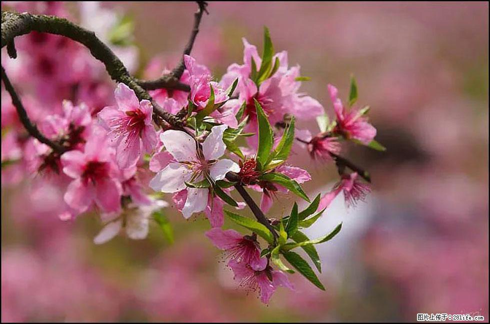 【春天,广西桂林灌阳县向您发出邀请!】官庄村有个醉美的桃花园 - 游山玩水 - 泸州生活社区 - 泸州28生活网 luzhou.28life.com