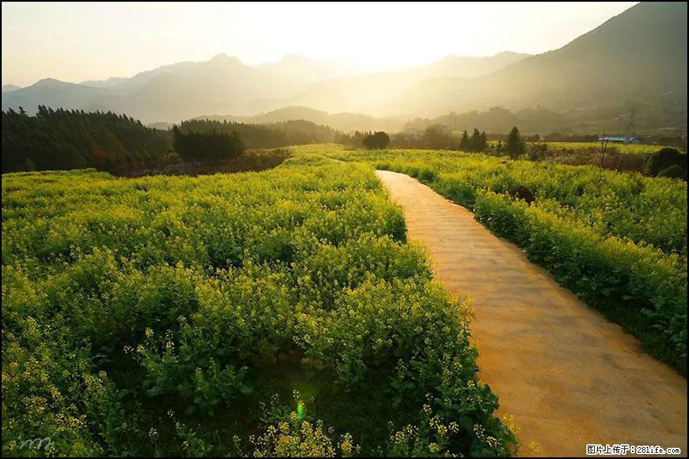 【春天,广西桂林灌阳县向您发出邀请!】长坪村油菜盛情花开 - 游山玩水 - 泸州生活社区 - 泸州28生活网 luzhou.28life.com