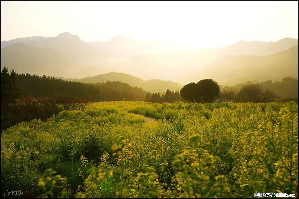 【春天,广西桂林灌阳县向您发出邀请!】长坪村油菜盛情花开 - 游山玩水 - 泸州生活社区 - 泸州28生活网 luzhou.28life.com