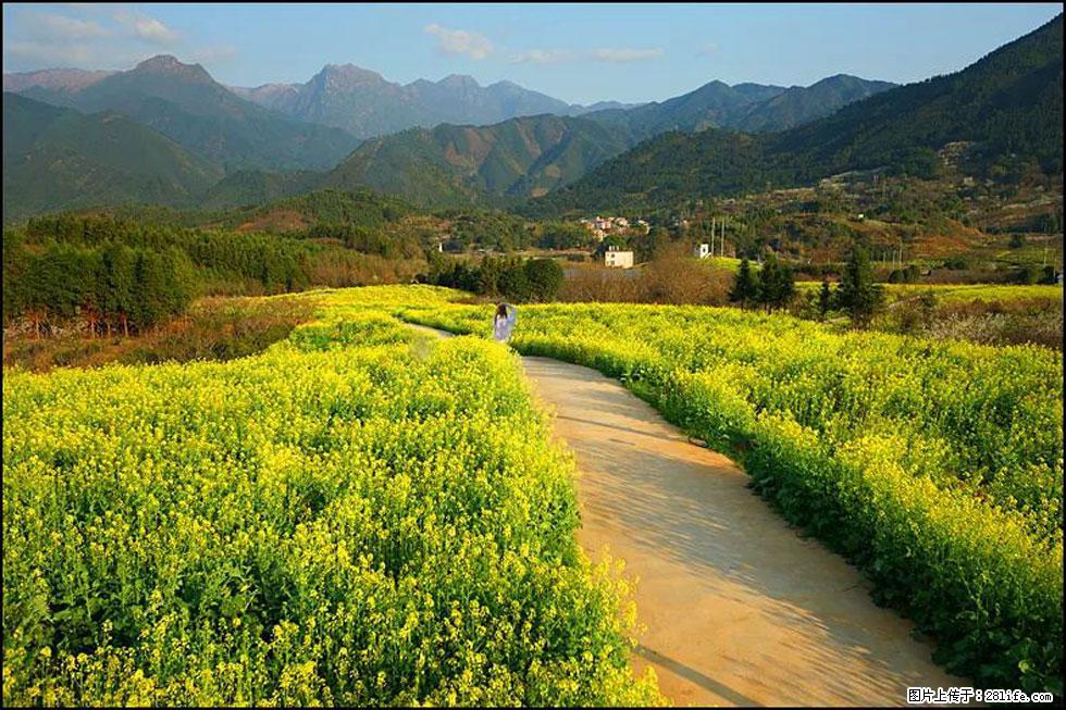 【春天,广西桂林灌阳县向您发出邀请!】长坪村油菜盛情花开 - 游山玩水 - 泸州生活社区 - 泸州28生活网 luzhou.28life.com