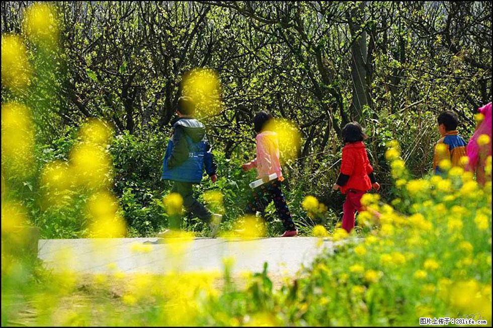 【春天,广西桂林灌阳县向您发出邀请!】长坪村油菜盛情花开 - 游山玩水 - 泸州生活社区 - 泸州28生活网 luzhou.28life.com