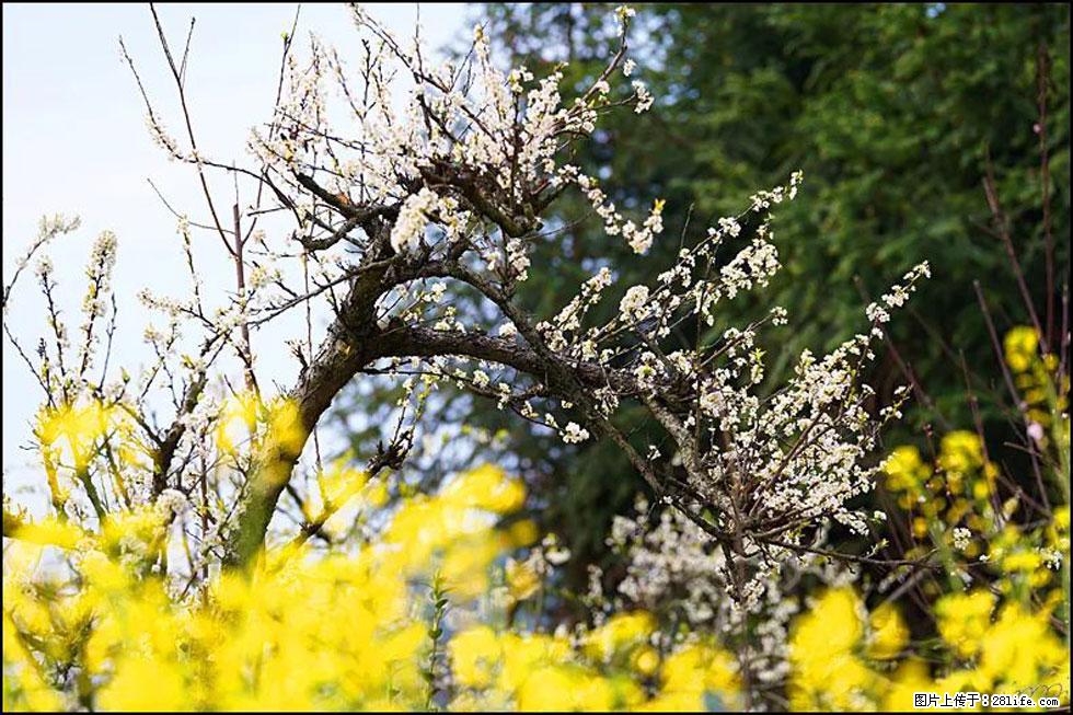 【春天,广西桂林灌阳县向您发出邀请!】长坪村油菜盛情花开 - 游山玩水 - 泸州生活社区 - 泸州28生活网 luzhou.28life.com