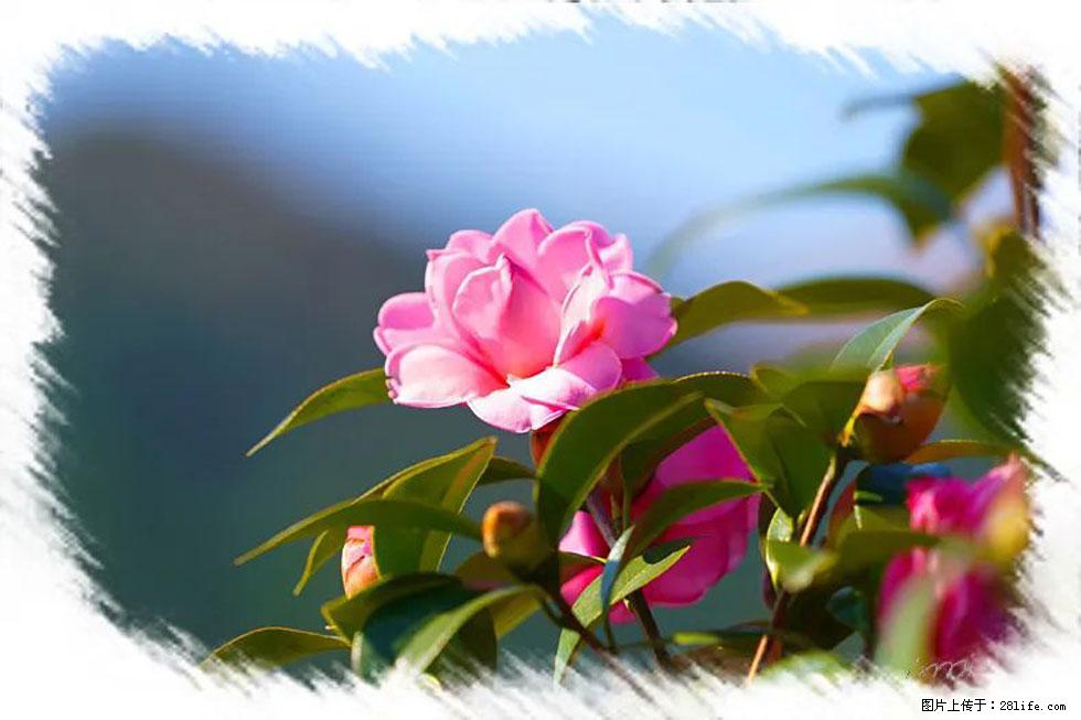 【春天,广西桂林灌阳县向您发出邀请!】杨柳井茶花惹人爱 - 游山玩水 - 泸州生活社区 - 泸州28生活网 luzhou.28life.com