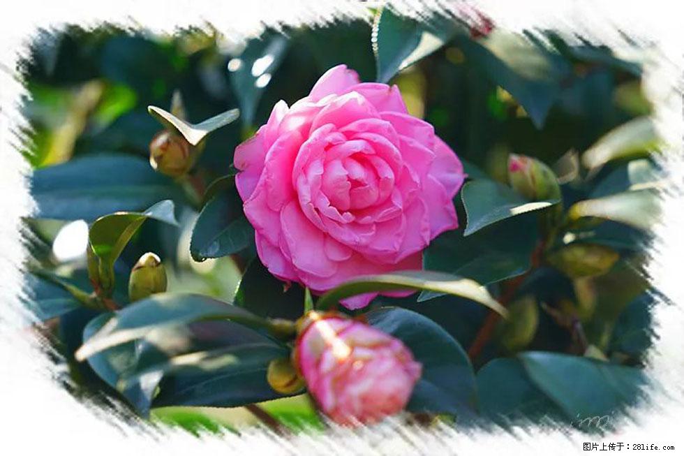 【春天,广西桂林灌阳县向您发出邀请!】杨柳井茶花惹人爱 - 游山玩水 - 泸州生活社区 - 泸州28生活网 luzhou.28life.com