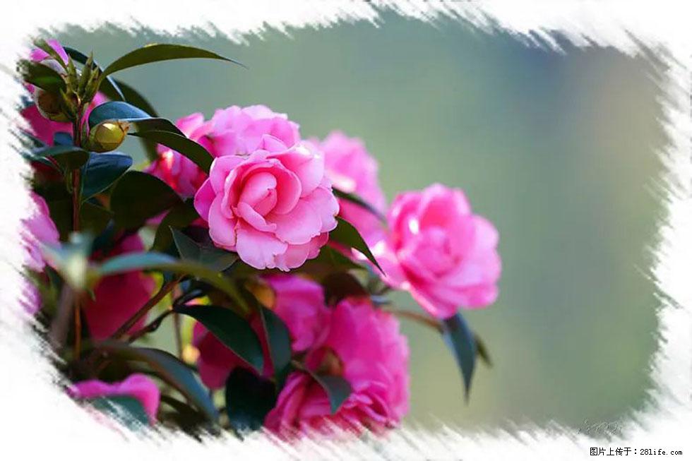 【春天,广西桂林灌阳县向您发出邀请!】杨柳井茶花惹人爱 - 游山玩水 - 泸州生活社区 - 泸州28生活网 luzhou.28life.com