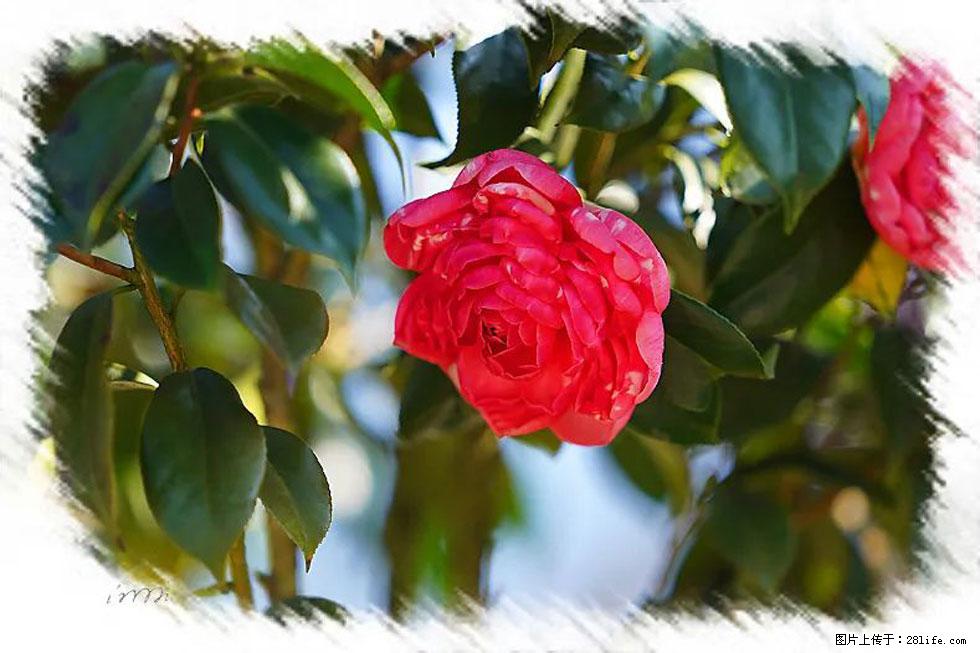 【春天,广西桂林灌阳县向您发出邀请!】杨柳井茶花惹人爱 - 游山玩水 - 泸州生活社区 - 泸州28生活网 luzhou.28life.com