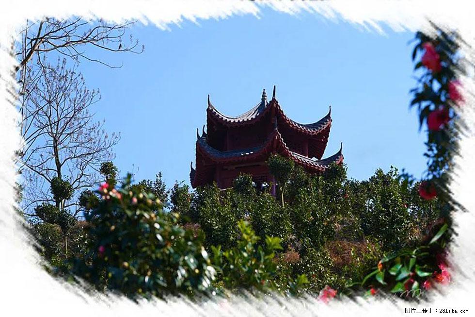 【春天,广西桂林灌阳县向您发出邀请!】杨柳井茶花惹人爱 - 游山玩水 - 泸州生活社区 - 泸州28生活网 luzhou.28life.com