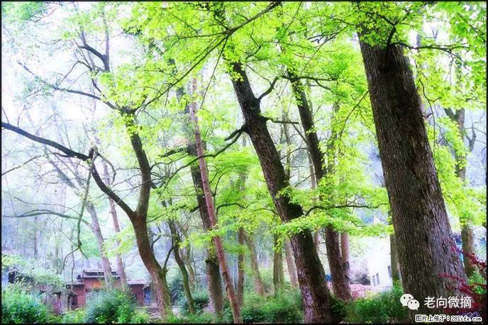 【春天,广西桂林灌阳县向您发出邀请!】在小龙村与春天约会 - 游山玩水 - 泸州生活社区 - 泸州28生活网 luzhou.28life.com