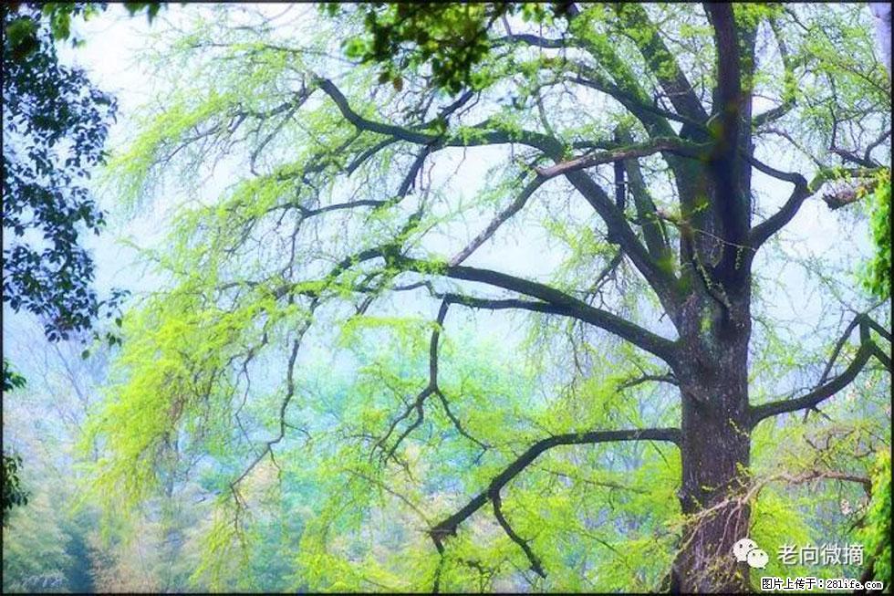 【春天,广西桂林灌阳县向您发出邀请!】在小龙村与春天约会 - 游山玩水 - 泸州生活社区 - 泸州28生活网 luzhou.28life.com