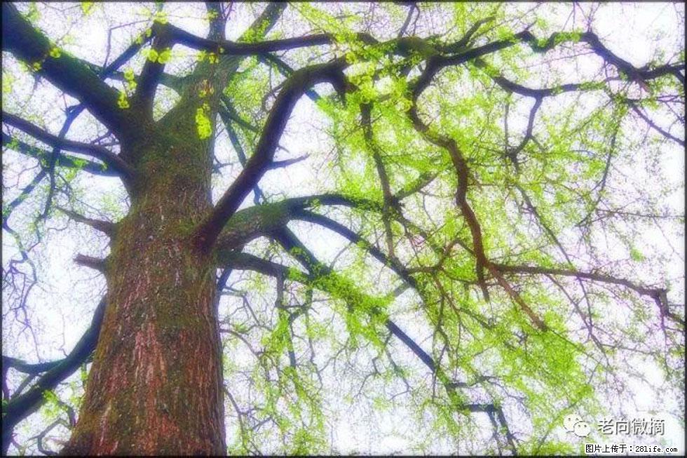 【春天,广西桂林灌阳县向您发出邀请!】在小龙村与春天约会 - 游山玩水 - 泸州生活社区 - 泸州28生活网 luzhou.28life.com