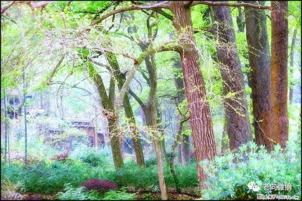 【春天,广西桂林灌阳县向您发出邀请!】在小龙村与春天约会 - 游山玩水 - 泸州生活社区 - 泸州28生活网 luzhou.28life.com