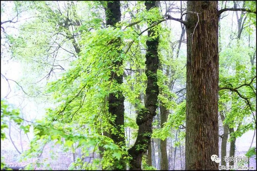 【春天,广西桂林灌阳县向您发出邀请!】在小龙村与春天约会 - 游山玩水 - 泸州生活社区 - 泸州28生活网 luzhou.28life.com