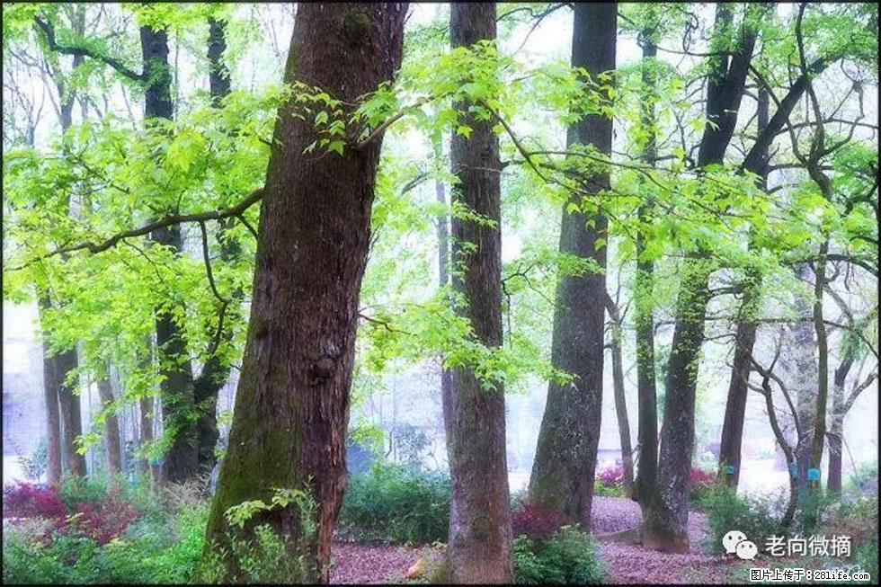 【春天,广西桂林灌阳县向您发出邀请!】在小龙村与春天约会 - 游山玩水 - 泸州生活社区 - 泸州28生活网 luzhou.28life.com