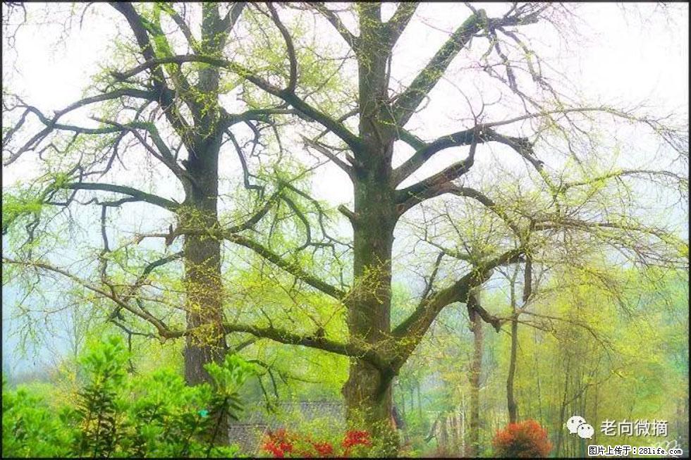 【春天,广西桂林灌阳县向您发出邀请!】在小龙村与春天约会 - 游山玩水 - 泸州生活社区 - 泸州28生活网 luzhou.28life.com