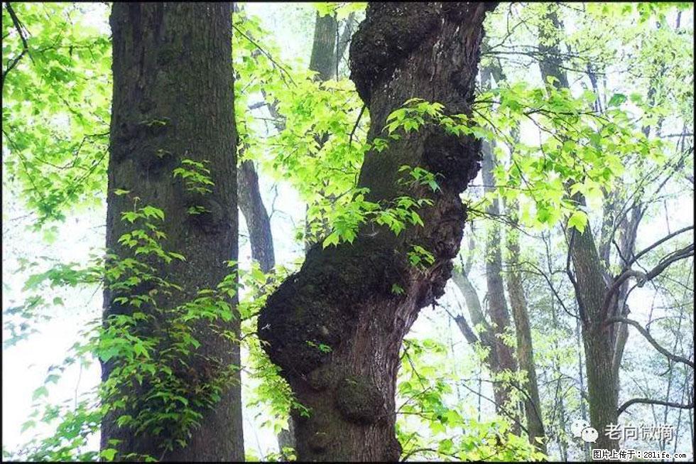 【春天,广西桂林灌阳县向您发出邀请!】在小龙村与春天约会 - 游山玩水 - 泸州生活社区 - 泸州28生活网 luzhou.28life.com