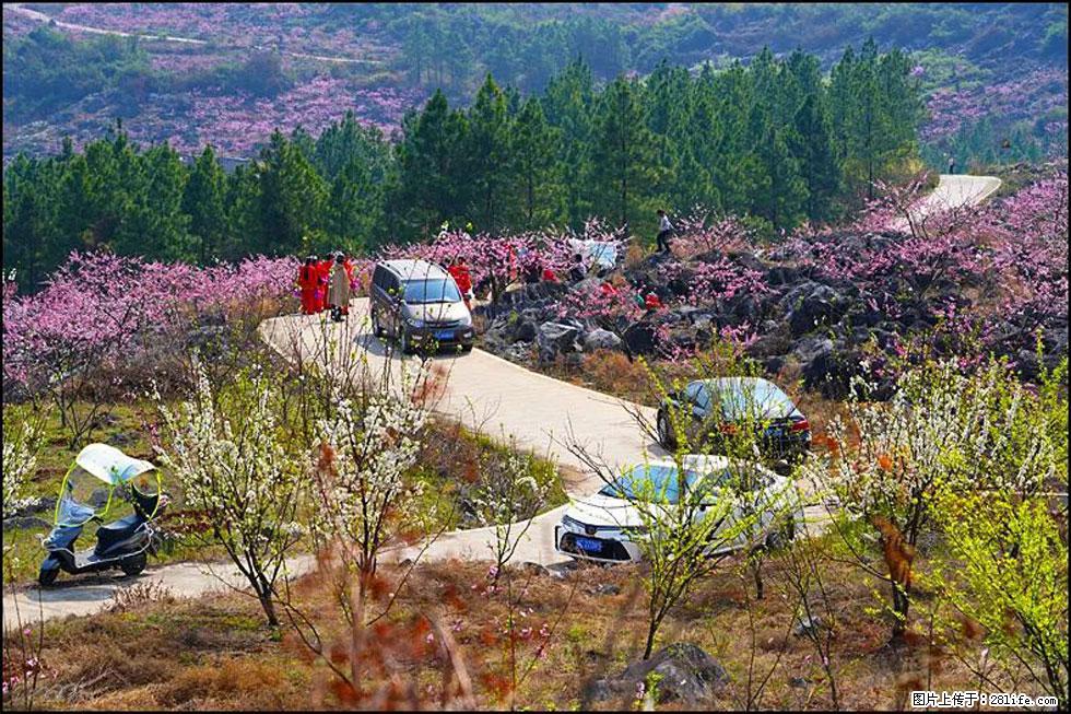 【春天,广西桂林灌阳县向您发出邀请!】望月岭上桃花开 - 游山玩水 - 泸州生活社区 - 泸州28生活网 luzhou.28life.com