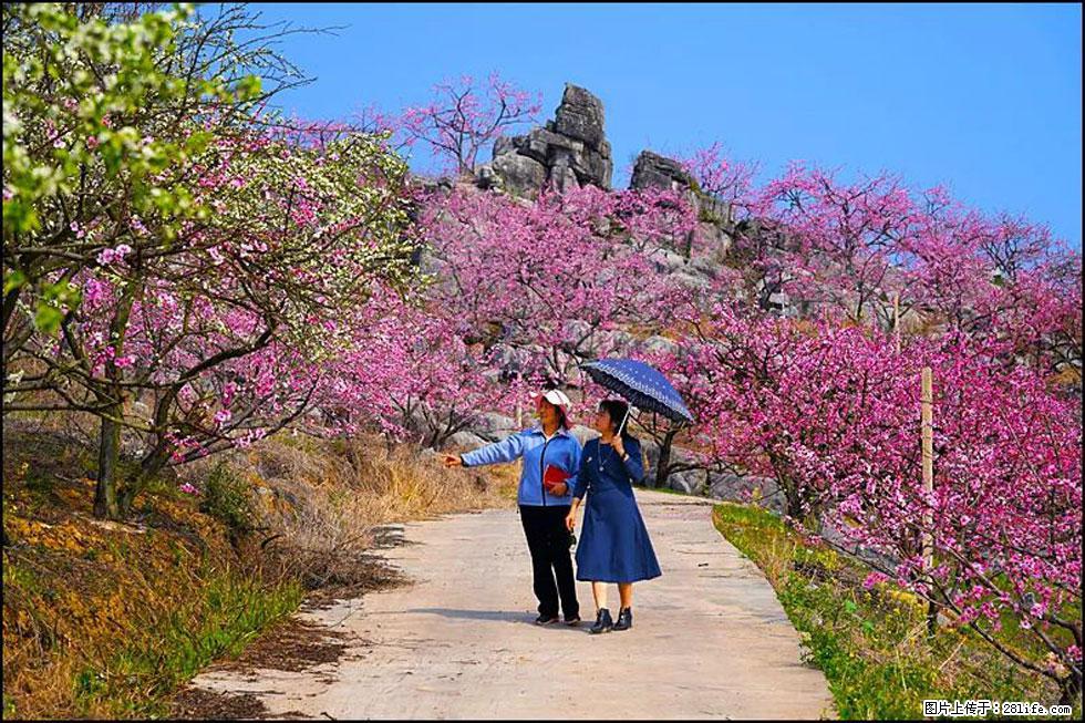 【春天,广西桂林灌阳县向您发出邀请!】望月岭上桃花开 - 游山玩水 - 泸州生活社区 - 泸州28生活网 luzhou.28life.com