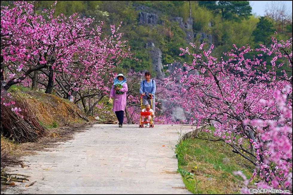 【春天,广西桂林灌阳县向您发出邀请!】望月岭上桃花开 - 游山玩水 - 泸州生活社区 - 泸州28生活网 luzhou.28life.com