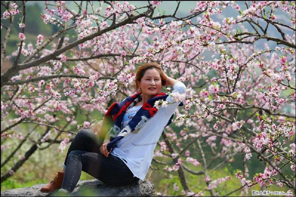 【春天,广西桂林灌阳县向您发出邀请!】望月岭上桃花开 - 游山玩水 - 泸州生活社区 - 泸州28生活网 luzhou.28life.com