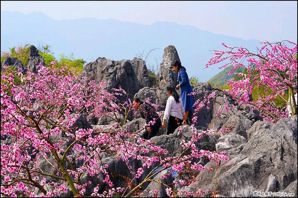 【春天,广西桂林灌阳县向您发出邀请!】望月岭上桃花开 - 游山玩水 - 泸州生活社区 - 泸州28生活网 luzhou.28life.com