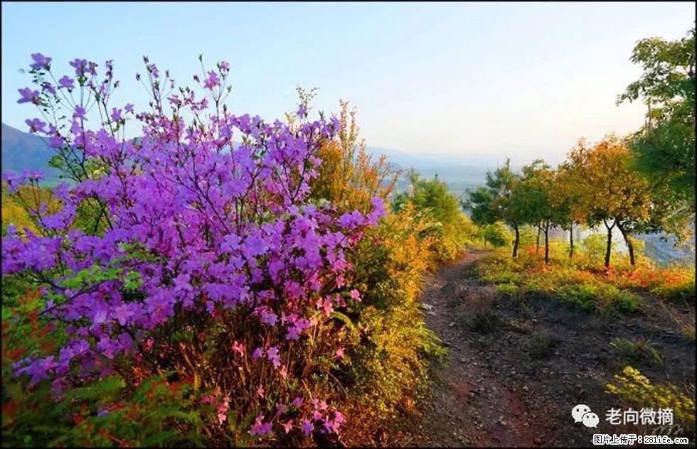 【春天,广西桂林灌阳县向您发出邀请!】登麒麟山,相约映山红 - 游山玩水 - 泸州生活社区 - 泸州28生活网 luzhou.28life.com