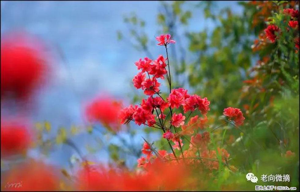 【春天,广西桂林灌阳县向您发出邀请!】登麒麟山,相约映山红 - 游山玩水 - 泸州生活社区 - 泸州28生活网 luzhou.28life.com