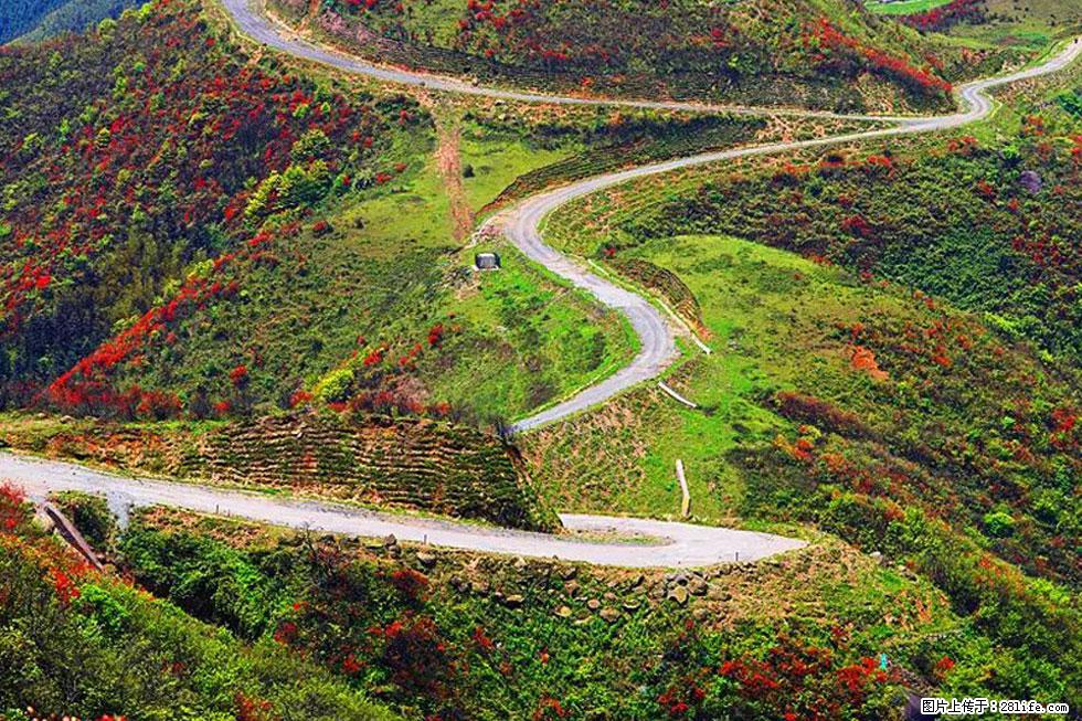 【春天,广西桂林灌阳县向您发出邀请!】春木界上映山红 - 游山玩水 - 泸州生活社区 - 泸州28生活网 luzhou.28life.com
