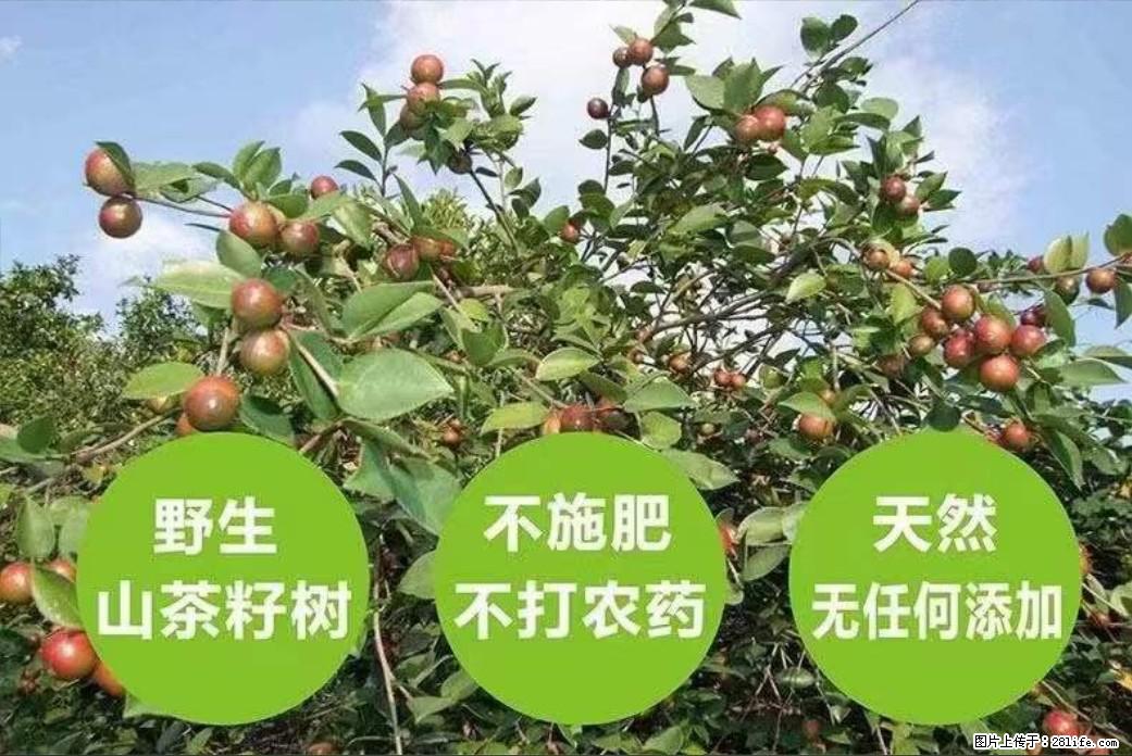 【灌阳县油茶产业示范区】一个有着充实的精神生活的人,对待身外之物自会有一种淡泊的态度 - 美食天地 - 泸州生活社区 - 泸州28生活网 luzhou.28life.com