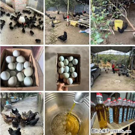 油茶园从小鸡仔开始养起的纯土鸡、土鸡蛋可以预定啦!还有前几天刚榨的纯山茶油哦 - 美食天地 - 泸州生活社区 - 泸州28生活网 luzhou.28life.com