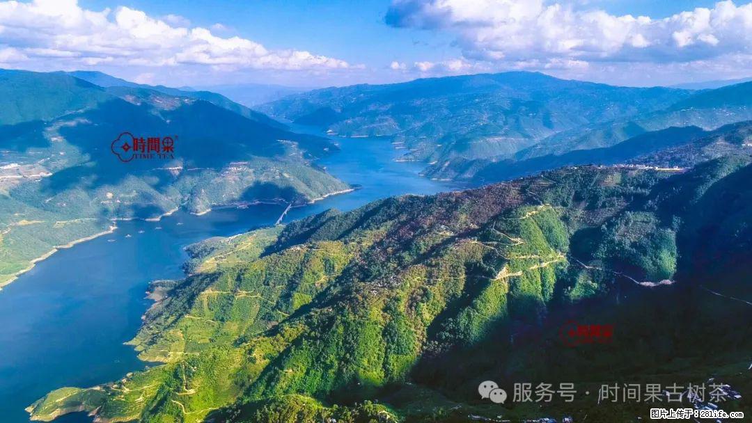 时间果百年古树龙珠普洱生茶 - 购物交流 - 泸州生活社区 - 泸州28生活网 luzhou.28life.com