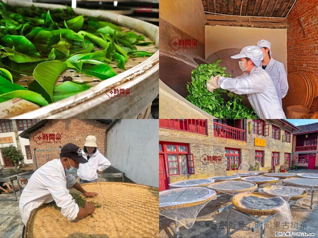 时间果百年古树龙珠普洱生茶 - 购物交流 - 泸州生活社区 - 泸州28生活网 luzhou.28life.com
