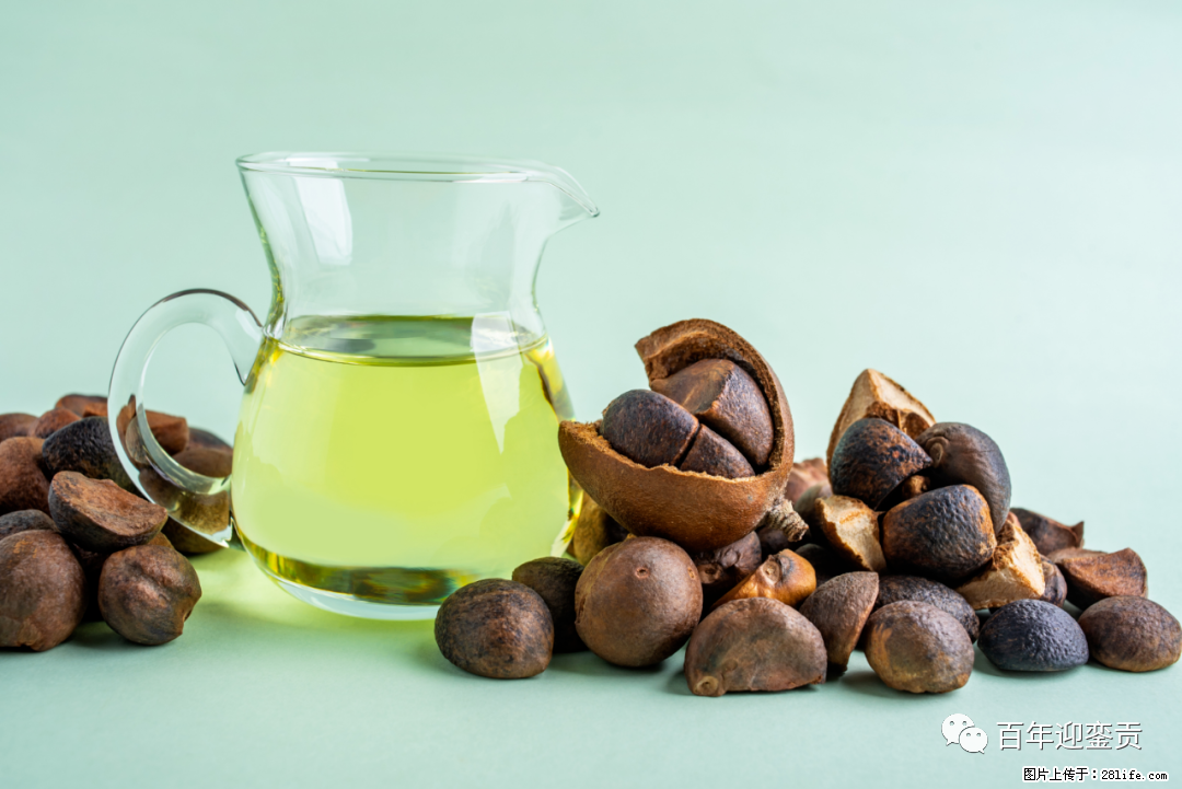 揭秘茶油的5大核心营养成分!被称为人体健康的“守护盾”! - 泸州生活资讯 - 泸州28生活网 luzhou.28life.com