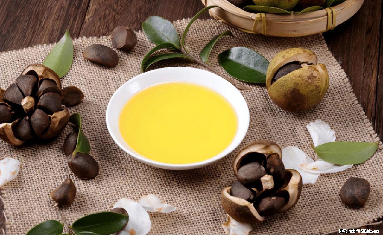 揭秘茶油的5大核心营养成分!被称为人体健康的“守护盾”! - 泸州生活资讯 - 泸州28生活网 luzhou.28life.com