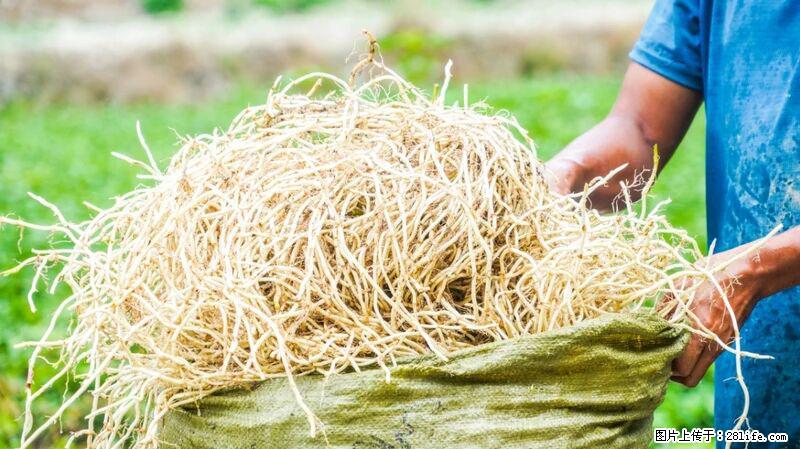 堪称“最难吃”的蔬菜，却是 “抗辐射神器”，还能护肺、清热、止咳化痰！ - 泸州生活资讯 - 泸州28生活网 luzhou.28life.com