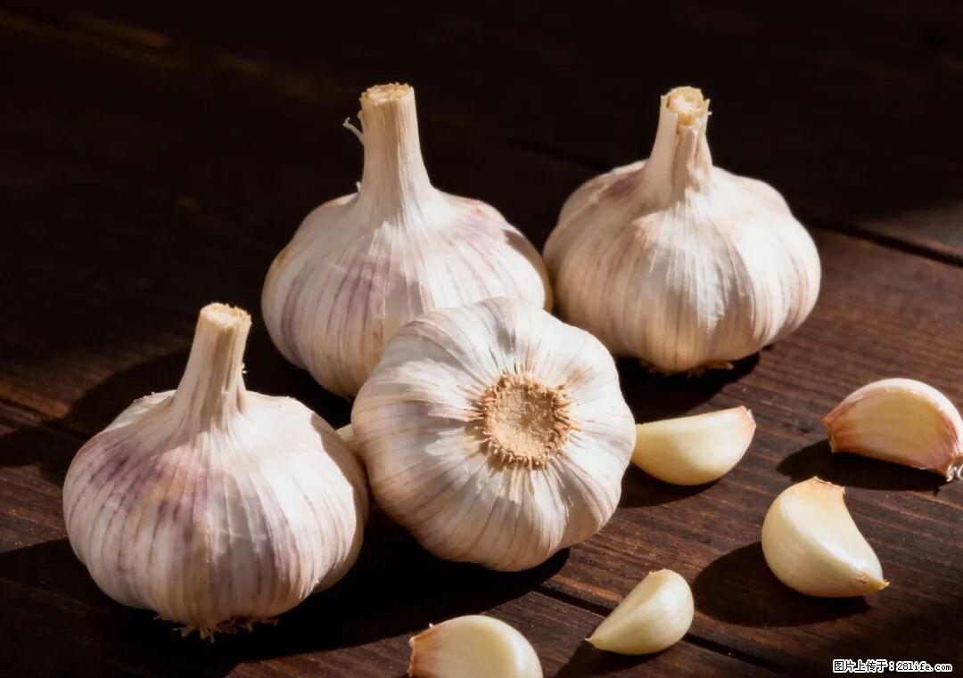 关于大蒜，除了“天然抗生素”，这4个谣言更该警惕! - 泸州生活资讯 - 泸州28生活网 luzhou.28life.com