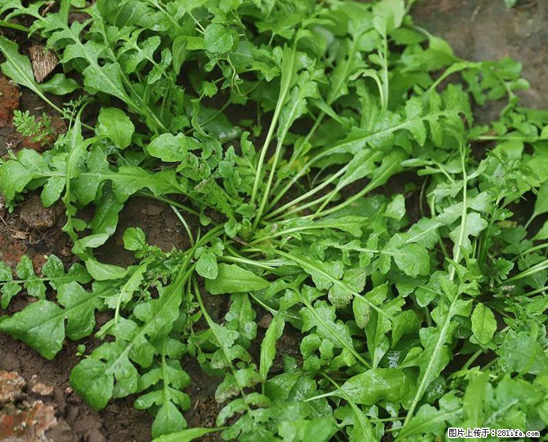 这些蔬菜是“天然钙片”，这6种被医生重点推荐 - 泸州生活资讯 - 泸州28生活网 luzhou.28life.com