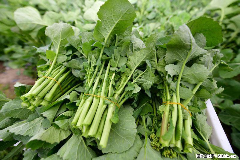 这些蔬菜是“天然钙片”，这6种被医生重点推荐 - 泸州生活资讯 - 泸州28生活网 luzhou.28life.com